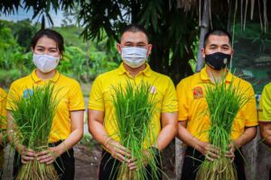 ทหารปืนใหญ่ จ.อุดรธานี นำกำลังพลจัดกิจกรรมถอนต้นกล้าข้าวพันธุ์หอมมะลิ และลงแขกดำนา