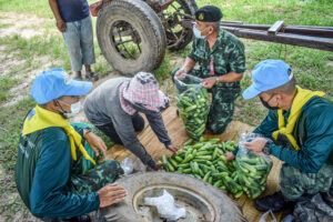 ร.13 พัน.1 จัดกำลังพลซื้อพืชผลทางการเกษตรกับเกษตรกร บ้านหนองไผ่