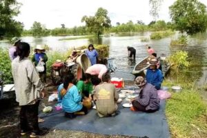 สุรินทร์/อ่วมหนักชาวบ้านลงแขกเกี่ยวข้าวหนีน้ำ หลังน้ำมูลเอ่อท่วม..!!